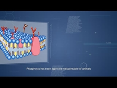HT de Sunphase améliorant l'utilisation du coût diététique de phosphore et d'alimentation d'abaissement